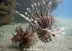 Here too- we have Lion fish at the Blue Heron Bridge too.... by Mark Sagovac 